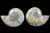 Bargain, Cut & Polished Ammonite Fossil - Agatized #73960-1